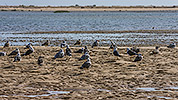 132: 433985-seagulls-on-the-mudflat.jpg