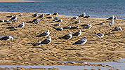 133: 433986-seagulls-on-the-mudflat.jpg