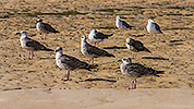 134: 433987-seagulls-on-the-mudflat.jpg