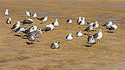 135: 433989-seagulls-on-the-mudflat.jpg