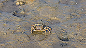 137: 434001-crab-in-the-mudflat-at-low-tide.jpg