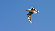 143: 434012-flying-seagull.jpg