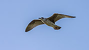 145: 434015-flying-seagull.jpg