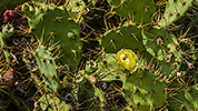 152: 434061-yellow-blooming-cactus.jpg