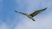160: 434087-flying-seagull.jpg