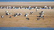 162: 434089-eurasian-oystercatcher-seagulls-sanderlings.jpg
