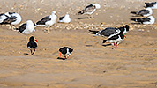 163: 434091-eurasian-oystercatcher-and-seagulls.jpg