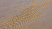 186: 434159-structures-in-mudflat-sand.jpg