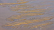 188: 434164-structures-in-mudflat-sand.jpg