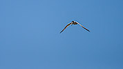 307: 434481-tern-at-birding-tour-Seeschwalbe.jpg