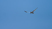 308: 434482-tern-at-birding-tour-Seeschwalbe.jpg