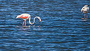 313: 434513-flamingo-at-birding-tour.jpg