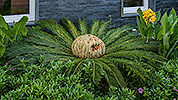 326: 434571-cycas-recoluta-palm-with-seeds.jpg