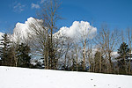 2: 027183-snow-and-trees.jpg