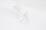 16: 027220-snowy-trees-in-the-fog.jpg