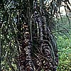 205: a320-tropischer-Baum-mit-Samen.jpg