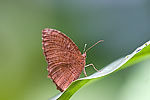 28: 024289-brown-butterfly.jpg