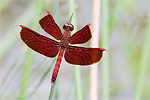 31: 024297-red-dragonfly.jpg