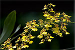 40: 024311-yellow-orchid.jpg