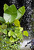 42: 024322-green-leaves-falling-water.jpg