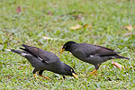 45: 024326-black-bird-couple.jpg