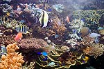60: 024390-tiny-colored-fishes.jpg