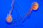 73: 024444-jellyfishes.jpg