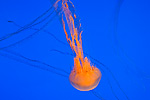 78: 024487-jellyfish.jpg