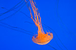 80: 024489-jellyfish.jpg