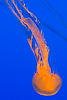 81: 024494-jellyfish.jpg