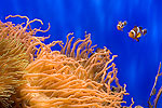 82: 024496-clownfish-Nemo.jpg