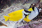 88: 024510-yellow-white-black-fish.jpg