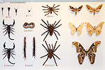 102: 024556-scorpions-spiders-butterflies.jpg