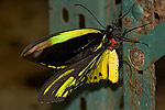 110: 024574-yellow-black-butterfly.jpg