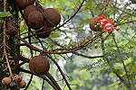 130: 024636-brown-balls-and-red-blossums.jpg
