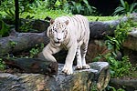 131: 024640-white-tiger.jpg