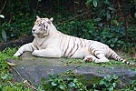 132: 024643-white-tiger.jpg