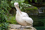 148: 024680-pelican.jpg