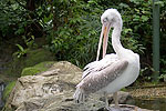 150: 024689-pelican.jpg