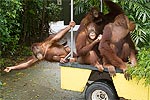 165: 024744-monkeys-in-car.jpg