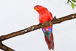 184: 024823-red-parrot-with-blue.jpg