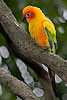 185: 024826-gaudy-parrot.jpg