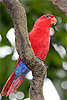 186: 024827-red-parrot-with-blue.jpg