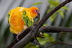 187: 024833-gaudy-parrot.jpg