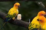190: 024840-gaudy-parrots.jpg