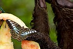 193: 024842-butterfly-and-sloth.jpg