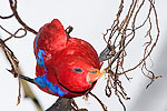 199: 024861-red-parrot-with-blue.jpg