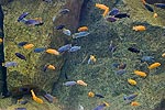 214: 024907-fishes.jpg