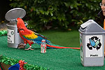221: 024947-parrot-disposes-paper.jpg