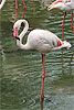 226: 024966-flamingo.jpg